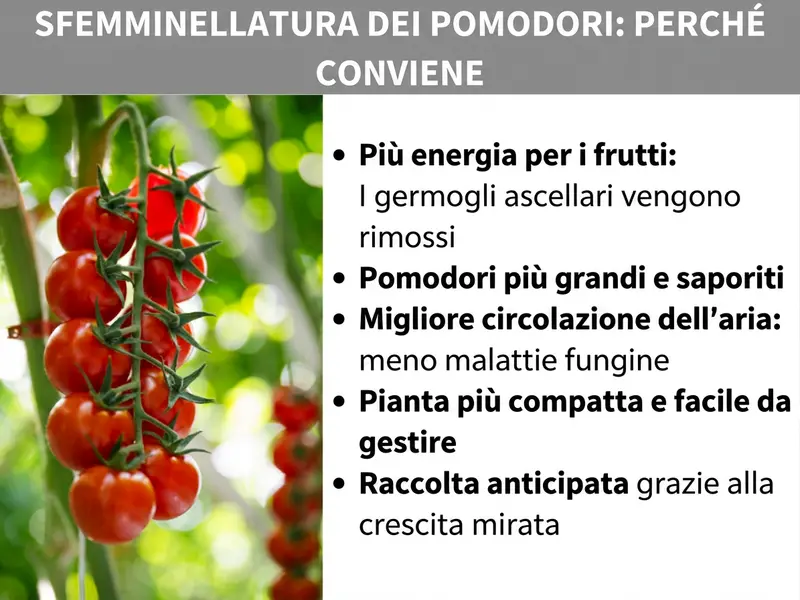 Infografica: cimare i pomodori – ecco perché conviene. La grafica mostra a sinistra una foto di pomodorini ciliegini rossi su un grappolo con sfondo verde. A destra sono elencati cinque vantaggi della cimatura: 1. Più energia per i frutti grazie alla rimozione dei germogli ascellari. 2. Pomodori più grandi e saporiti. 3. Migliore circolazione dell'aria e meno malattie fungine. 4. Pianta più compatta e facile da curare. 5. Raccolto anticipato grazie a una crescita più mirata.