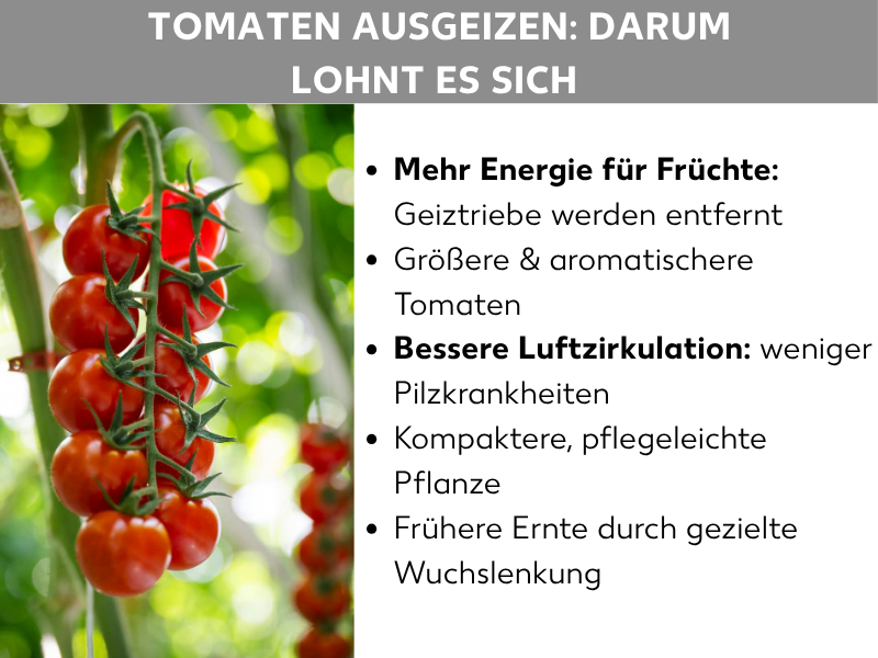 Infografik: Tomaten ausgeizen – darum lohnt es sich. Die Grafik zeigt links ein Foto mit roten Cherrytomaten an einer Rispe vor grünem Hintergrund. Rechts sind fünf Vorteile des Ausgeizens aufgelistet: 1. Mehr Energie für Früchte: Geiztriebe werden entfernt. 2. Größere und aromatischere Tomaten. 3. Bessere Luftzirkulation: weniger Pilzkrankheiten. 4. Kompaktere, pflegeleichte Pflanze. 5. Frühere Ernte durch gezielte Wuchslenkung.