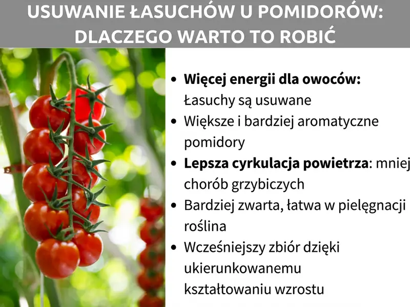 Infografika: Obrywanie wilków pomidorów – dlaczego warto. Grafika przedstawia po lewej stronie zdjęcie czerwonych pomidorów koktajlowych na gronie na zielonym tle. Po prawej wymieniono pięć korzyści obrywania wilków: 1. Więcej energii dla owoców: wilki są usuwane. 2. Większe i bardziej aromatyczne pomidory. 3. Lepsza cyrkulacja powietrza: mniej chorób grzybowych. 4. Bardziej zwarta, łatwiejsza w pielęgnacji roślina. 5. Wcześniejsze plony dzięki ukierunkowanemu prowadzeniu wzrostu.