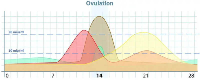 lh-spiegel ovulationszyklus