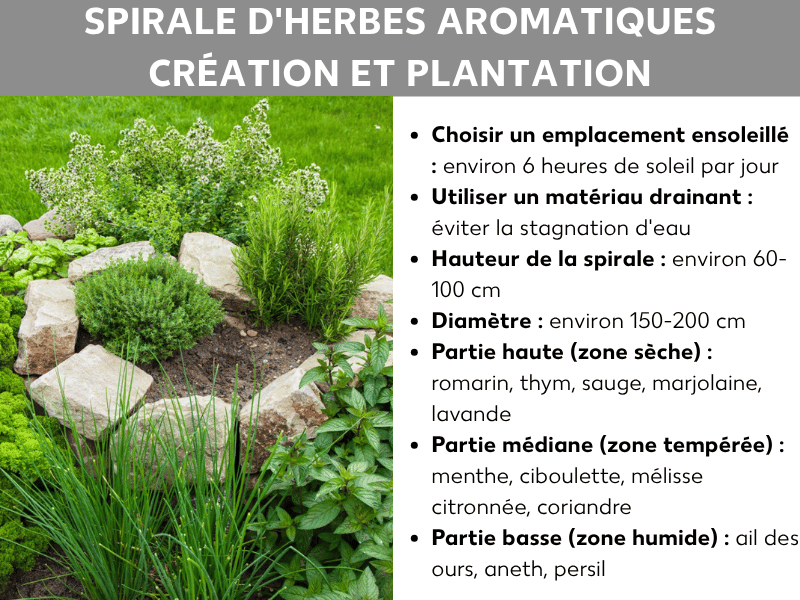 Infographie : guide pour aménager et planter une spirale aromatique. L'image montre à gauche une photo d'une spirale bordée de pierres naturelles avec différentes herbes vertes. À droite, les points essentiels sont résumés : un emplacement ensoleillé avec environ 6 heures de soleil par jour et un matériau de drainage pour éviter l'eau stagnante. La spirale doit mesurer entre 150 et 200 cm de diamètre et entre 60 et 100 cm de hauteur. La plantation se divise en trois zones : en haut, la zone sèche accueille le romarin, le thym, la sauge, la marjolaine et la lavande. Au milieu, la zone tempérée reçoit la menthe, la ciboulette, la mélisse citronnelle et la coriandre. En bas, dans la zone humide, on retrouve l'ail des ours, l'aneth et le persil.