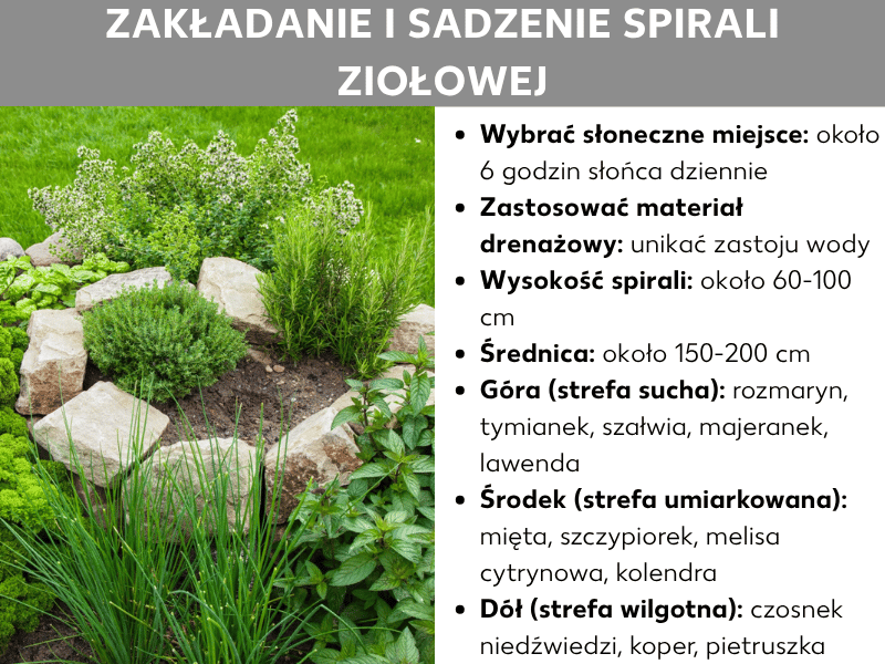 Infografika: instrukcja zakładania i obsadzania spirali ziołowej. Po lewej stronie zdjęcie spirali wyłożonej kamieniem naturalnym, w której rosną różne zielone zioła. Po prawej najważniejsze informacje: nasłonecznione stanowisko z ok. 6 godzinami słońca dziennie i warstwa drenażowa zapobiegająca zastojom wody. Spirala powinna mieć średnicę 150–200 cm i wysokość 60–100 cm. Obsadzanie podzielone na trzy strefy: na górze, w strefie suchej, rosną rozmaryn, tymianek, szałwia, majeranek i lawenda. Na środku, w strefie umiarkowanej – mięta, szczypiorek, melisa cytrynowa i kolendra. Na dole, w strefie wilgotnej – czosnek niedźwiedzi, koper i pietruszka.