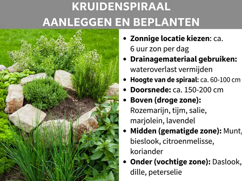 Infographic: handleiding voor het aanleggen en beplanten van een kruidenspiraal. Links is een foto te zien van een met natuursteen omrande spiraal waarin verschillende groene kruiden groeien. Rechts staan de belangrijkste feiten: een zonnige standplaats met circa 6 uur zon per dag en het gebruik van drainagemateriaal om stilstaand water te voorkomen zijn essentieel. De spiraal heeft bij voorkeur een diameter van 150 tot 200 cm en een hoogte van 60 tot 100 cm. De beplanting is verdeeld in drie zones: bovenin de droge zone groeien rozemarijn, tijm, salie, marjolein en lavendel. In het midden, de gematigde zone, staan munt, bieslook, citroenmelisse en koriander. Onderin de vochtige zone vind je daslook, dille en peterselie.