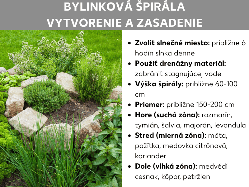 Infografika: Návod na založenie a výsadbu bylinkovej špirály. Na obrázku vľavo je fotografia špirály lemovanej prírodnými kameňmi, v ktorej rastú rôzne zelené bylinky. Vpravo sú uvedené najdôležitejšie fakty: Slnečné stanovište s približne 6 hodinami slnka denne a použitie drenážneho materiálu na zabránenie stojatej vody sú nevyhnutné. Špirála by mala mať priemer 150 – 200 cm a výšku 60 – 100 cm. Výsadba je rozdelená do troch zón: Hore v suchej zóne rastú rozmarín, tymian, šalvia, majorán a levanduľa. V strede, v miernej zóne, sa nachádzajú mäta, pažítka, medovka lekárska a koriander. Dole vo vlhkej zóne rastú medvedí cesnak, kôpor a petržlen.