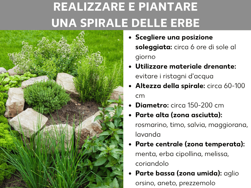Infografica: guida alla creazione e alla piantumazione di una spirale aromatica. L'immagine mostra a sinistra una foto di una spirale delimitata da pietre naturali in cui crescono diverse erbe verdi. A destra sono elencati i dati principali: un'esposizione soleggiata con circa 6 ore di sole al giorno e l'uso di materiale drenante per evitare ristagni d'acqua sono essenziali. La spirale dovrebbe avere un diametro di 150–200 cm e un'altezza di 60–100 cm. La piantumazione è suddivisa in tre zone: in alto, nella zona secca, crescono rosmarino, timo, salvia, maggiorana e lavanda. Al centro, nella zona temperata, si trovano menta, erba cipollina, melissa e coriandolo. In basso, nella zona umida, ci sono aglio orsino, aneto e prezzemolo.