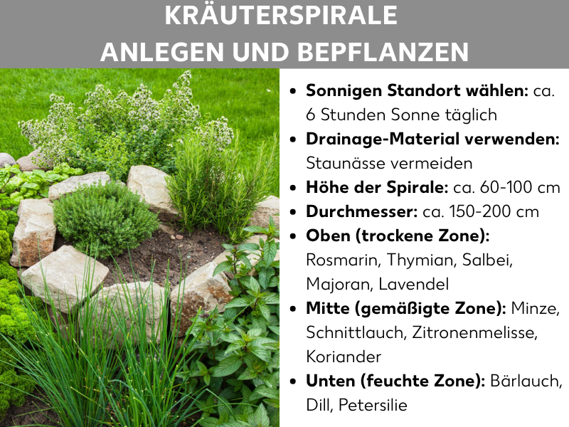 Infografik: Anleitung zum Anlegen und Bepflanzen einer Kräuterspirale. Das Bild zeigt links eine Fotografie einer mit Natursteinen eingefassten Spirale, in der verschiedene grüne Kräuter gedeihen. Rechts daneben werden die wichtigsten Fakten aufgeführt: Ein sonniger Standort mit etwa 6 Stunden Sonne täglich und die Verwendung von Drainage-Material zur Vermeidung von Staunässe sind essenziell. Die Spirale sollte einen Durchmesser von 150 bis 200 cm und eine Höhe von 60 bis 100 cm haben. Die Bepflanzung ist in drei Zonen unterteilt: Oben in der trockenen Zone wachsen Rosmarin, Thymian, Salbei, Majoran und Lavendel. In der Mitte, der gemäßigten Zone, sind Minze, Schnittlauch, Zitronenmelisse und Koriander angesiedelt. Unten in der feuchten Zone befinden sich Bärlauch, Dill und Petersilie.