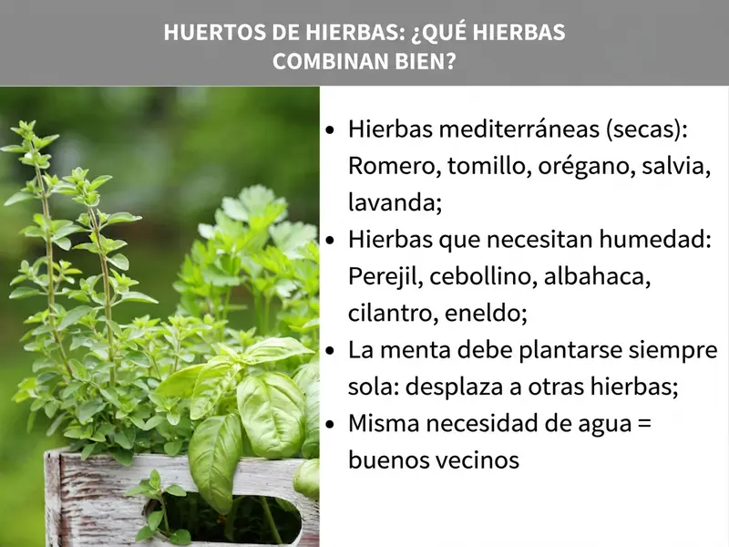 Infografía: Huertos de hierbas aromáticas: ¿qué hierbas combinan bien entre sí? La imagen muestra a la izquierda una foto de diversas hierbas frescas en una caja de madera y a la derecha una lista con cuatro puntos: 1. Hierbas mediterráneas (secas): romero, tomillo, orégano, salvia, lavanda. 2. Hierbas que prefieren humedad: perejil, cebollino, albahaca, cilantro, eneldo. 3. La menta siempre se planta sola, ya que desplaza a las demás hierbas. 4. Mismas necesidades de riego = buenos vecinos.