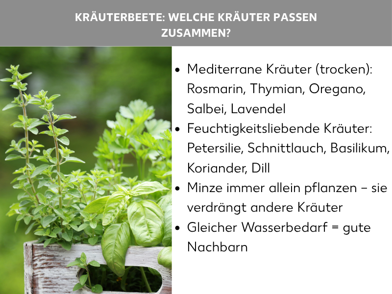 Infografik:  Kräuterbeete – Welche Kräuter passen zusammen? Die Grafik zeigt links ein Foto verschiedener frischer Kräuter in einem Holzkistchen, rechts eine Liste mit vier Punkten: 1. Mediterrane Kräuter (trocken): Rosmarin, Thymian, Oregano, Salbei, Lavendel. 2. Feuchtigkeitsliebende Kräuter: Petersilie, Schnittlauch, Basilikum, Koriander, Dill. 3. Minze immer allein pflanzen – sie verdrängt andere Kräuter. 4. Gleicher Wasserbedarf = gute Nachbarn.
