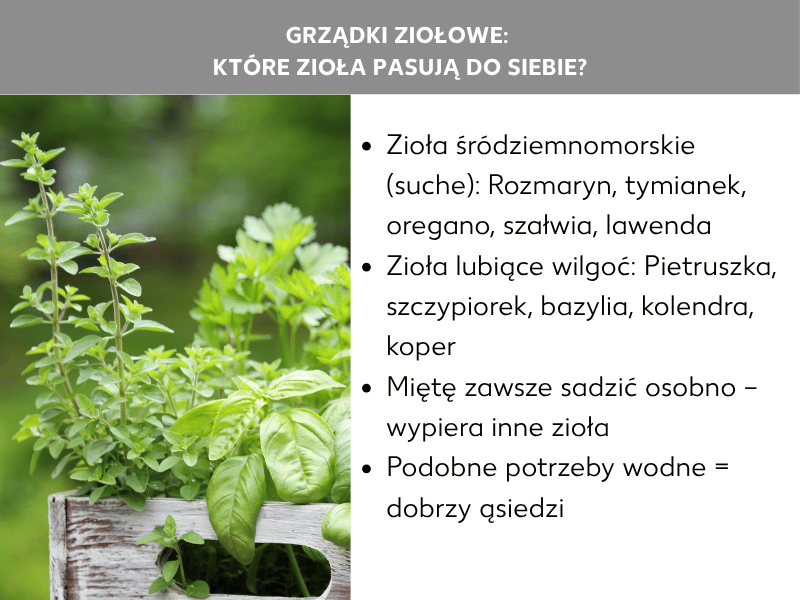 Infografika: grządki ziołowe – które zioła dobrze rosną razem? Grafika po lewej stronie przedstawia zdjęcie różnych świeżych ziół w drewnianej skrzynce, po prawej listę z czterema punktami: 1. Zioła śródziemnomorskie (suche): rozmaryn, tymianek, oregano, szałwia, lawenda. 2. Zioła lubiące wilgoć: pietruszka, szczypiorek, bazylia, kolendra, koper. 3. Mięta zawsze sadzona osobno – wypiera inne zioła. 4. Podobne zapotrzebowanie na wodę = dobrzy sąsiedzi.