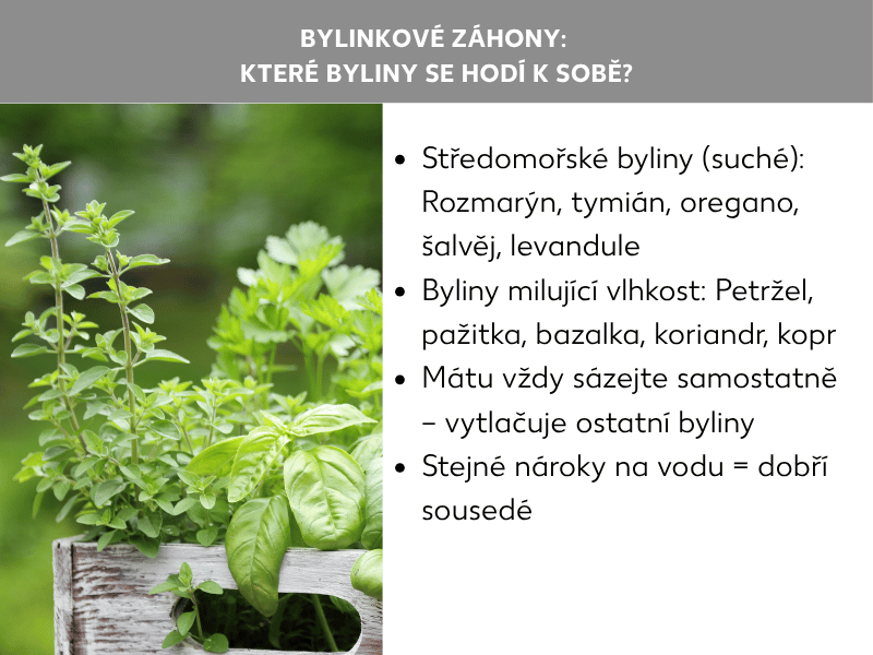 Infografika: Bylinkový záhon – Které bylinky k sobě pasují? Grafika vlevo ukazuje fotografii různých čerstvých bylinek v dřevěné přepravce, vpravo je seznam se čtyřmi body: 1. Středomořské bylinky (suchomilné): rozmarýn, tymián, oregano, šalvěj, levandule. 2. Vlhkomilné bylinky: petržel, pažitka, bazalka, koriandr, kopr. 3. Mátu sázejte vždy zvlášť – vytlačuje ostatní bylinky. 4. Stejné nároky na zálivku = dobří sousedé.