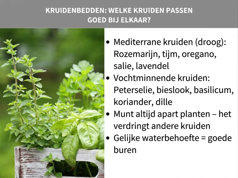 Infographic: Kruidenbedden – Welke kruiden passen samen? De afbeelding toont links een foto van verschillende verse kruiden in een houten kistje, rechts een lijst met vier punten: 1. Mediterrane kruiden (droog): rozemarijn, tijm, oregano, salie, lavendel. 2. Vochtminnende kruiden: peterselie, bieslook, basilicum, koriander, dille. 3. Munt altijd apart planten – munt verdringt andere kruiden. 4. Dezelfde waterbehoefte = goede buren.