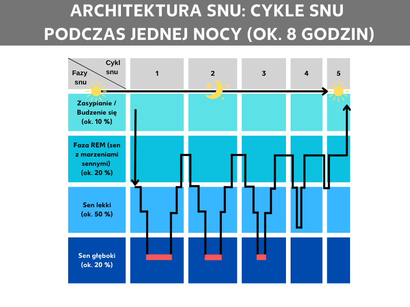 Grafika: Czas faz snu