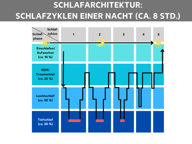 Grafik Schlafphasen Dauer