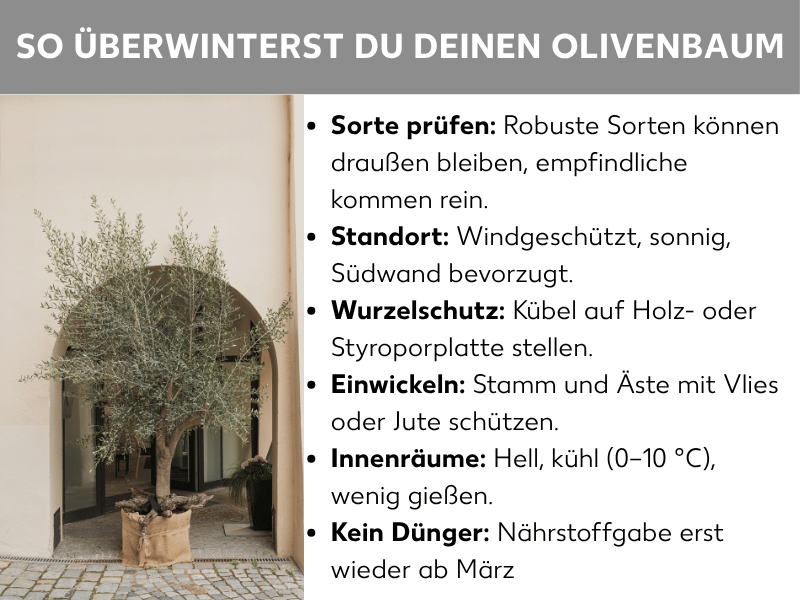 Infografik: So überwinterst du deinen Olivenbaum richtig. Die Liste umfasst sechs Punkte: 1. Sorte prüfen: Robuste Sorten können draußen bleiben, empfindliche kommen rein. 2. Standort: Windgeschützt, sonnig, Südwand bevorzugt. 3. Wurzelschutz: Kübel auf Holz- oder Styroporplatte stellen. 4. Einwickeln: Stamm und Äste mit Vlies oder Jute schützen. 5. Drinnen: Hell, kühl (0–10 °C), wenig gießen. 6. Kein Dünger im Winter: Nährstoffgabe erst wieder ab März.