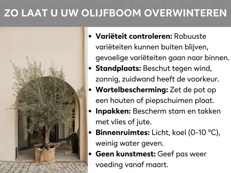 Infographic: Zo overwinter je je olijfboom goed. De lijst bevat zes punten: 1. Soort controleren: robuuste soorten kunnen buiten blijven, gevoelige soorten gaan naar binnen. 2. Standplaats: beschut, zonnig, bij voorkeur een zuidmuur. 3. Wortelbescherming: pot op een houten plaat of piepschuimplaat zetten. 4. Inwikkelen: stam en takken beschermen met vlies of jute. 5. Binnen: licht, koel (0–10 °C), weinig water geven. 6. Geen mest in de winter: pas vanaf maart weer bemesten.