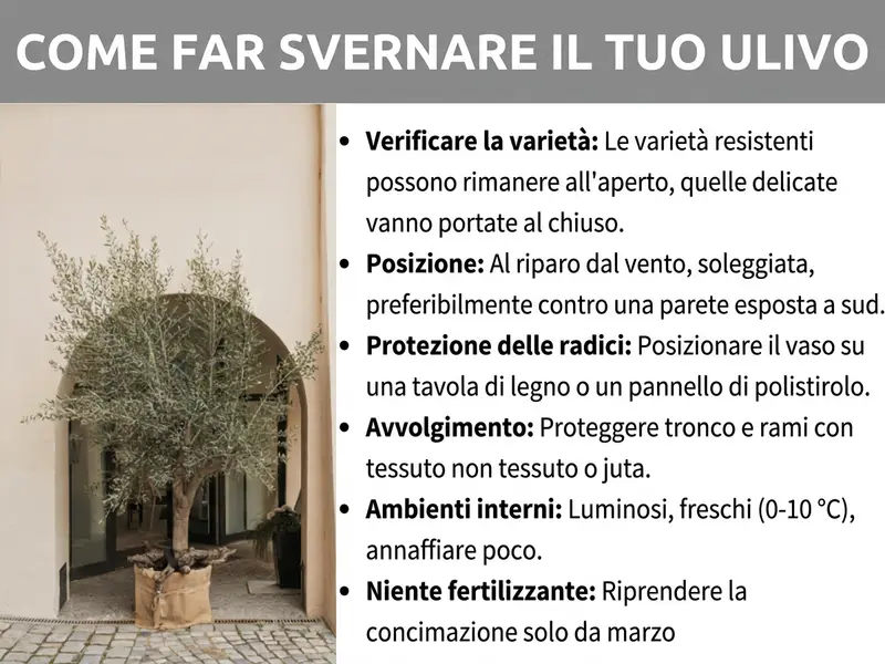 Infografica: come svernare correttamente l'ulivo. L'elenco comprende sei punti: 1. Verificare la varietà: le varietà robuste possono restare all'aperto, quelle delicate vanno portate al chiuso. 2. Posizione: riparata dal vento, soleggiata, preferibilmente lungo una parete esposta a sud. 3. Protezione delle radici: posizionare il vaso su una base in legno o polistirolo. 4. Avvolgere: proteggere tronco e rami con tessuto non tessuto o juta. 5. Al chiuso: ambiente luminoso e fresco (0–10 °C), annaffiature ridotte. 6. Niente concime in inverno: riprendere la concimazione solo a partire da marzo.