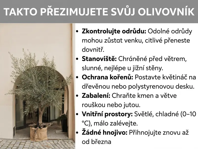 Infografika se šesti kroky pro správné přezimování olivovníku: kontrola odrůdy, výběr stanoviště, ochrana kořenů, obalení kmene, umístění uvnitř a přerušení hnojení.