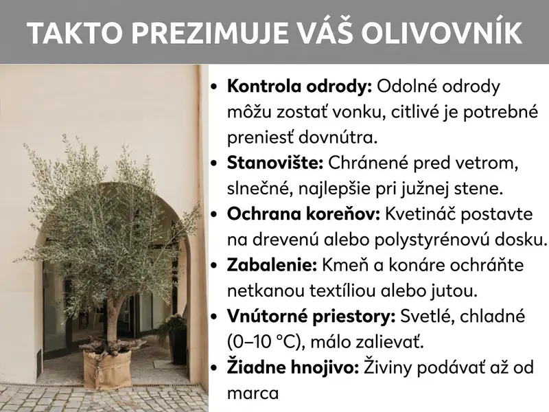 Infografika: Ako správne prezimovať olivovník. Zoznam obsahuje šesť bodov: 1. Skontrolujte odrodu: odolné odrody môžu zostať vonku, citlivé treba preniesť dovnútra. 2. Stanovište: chránené pred vetrom, slnečné, ideálne pri južnej stene. 3. Ochrana koreňov: kvetináč postavte na drevenú alebo polystyrénovú podložku. 4. Obalenie: kmeň a konáre chráňte netkanou textíliou alebo jutou. 5. Vnútri: svetlo, chlad (0 – 10 °C), minimálne zalievanie. 6. V zime nehnojiť: s výživou začnite opäť až v marci.