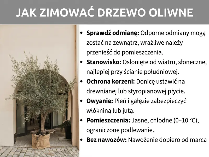 Infografika: Jak prawidłowo zimować oliwkę. Lista obejmuje sześć punktów: 1. Sprawdź odmianę: wytrzymałe odmiany mogą zostać na zewnątrz, wrażliwe przenieś do środka. 2. Stanowisko: osłonięte od wiatru, słoneczne, najlepiej ściana południowa. 3. Ochrona korzeni: postaw donicę na drewnianej lub styropianowej płycie. 4. Owijanie: chroń pień i gałęzie agrowłókniną lub jutą. 5. W domu: jasno, chłodno (0–10°C), podlewaj oszczędnie. 6. Bez nawożenia zimą: nawożenie wznów dopiero od marca.