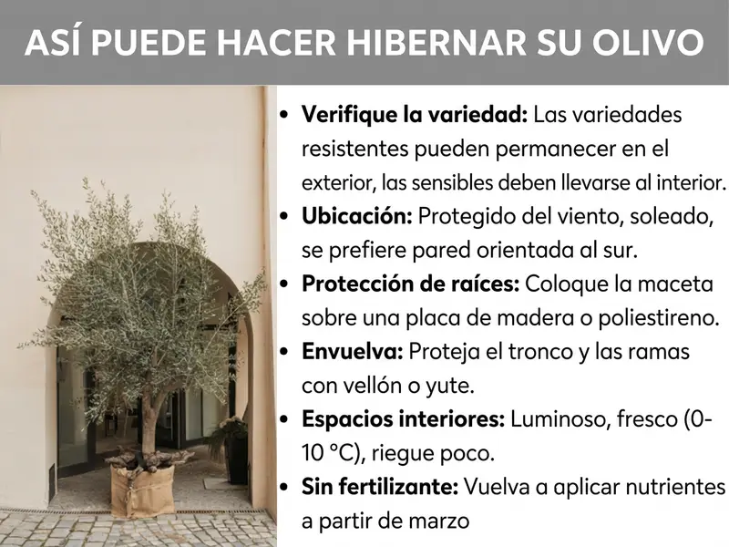 Infografía: cómo invernar correctamente tu olivo. La lista incluye seis puntos: 1. Comprobar la variedad: las variedades robustas pueden quedarse fuera; las delicadas, dentro. 2. Ubicación: protegida del viento, soleada, preferiblemente junto a una pared sur. 3. Protección de las raíces: colocar la maceta sobre una base de madera o poliestireno. 4. Envolver: proteger el tronco y las ramas con velo o yute. 5. En interior: luminoso, fresco (0-10 °C), regar poco. 6. Sin abono en invierno: no aportar nutrientes hasta marzo.
