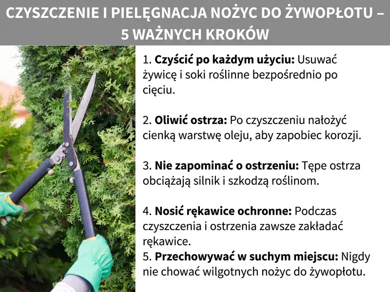 Infografika: Czyszczenie i konserwacja nożyc do żywopłotu – 5 ważnych punktów. Lista obejmuje pięć punktów: 1. Czyść po każdym użyciu: żywicę i soki roślinne usuwaj zaraz po cięciu. 2. Oliwienie ostrzy: po czyszczeniu nałóż cienką warstwę oleju, aby zapobiec rdzy. 3. Nie zapominaj o ostrzeniu: tępe ostrza obciążają silnik i rośliny. 4. Noś rękawice ochronne: przy czyszczeniu i ostrzeniu zawsze zakładaj rękawice. 5. Przechowuj w suchym miejscu: nigdy nie odkładaj nożyc wilgotnych.