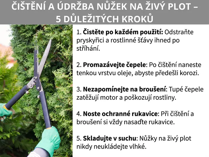 Infografika: Čištění plotostřihu a péče o něj – 5 důležitých bodů. Seznam obsahuje pět bodů: 1. Čistit po každém použití: Pryskyřici a rostlinné šťávy odstraňte hned po stříhání. 2. Mazat čepele olejem: Po čištění je lehce namažte, aby se zabránilo korozi. 3. Nezapomínat na broušení: Tupé čepele zatěžují motor i rostliny. 4. Nosit ochranné rukavice: Při čištění a broušení vždy používejte rukavice. 5. Skladovat v suchu: Plotostřih nikdy neukládejte vlhký.