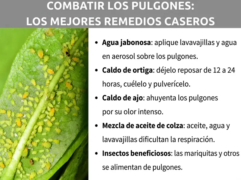 Infografía: combatir los pulgones – Los mejores remedios caseros. A la izquierda, una foto de una hoja verde densamente cubierta de pulgones amarillo-verdosos. A la derecha, una lista con cinco remedios caseros: 1. Agua jabonosa: aplicar en espray una mezcla de lavavajillas y agua sobre los pulgones. 2. Infusión de ortiga: dejar reposar de 12 a 24 h, colar y pulverizar. 3. Infusión de ajo: ahuyenta a los pulgones con su intenso olor. 4. Mezcla con aceite de colza: aceite, agua y lavavajillas dificultan la respiración. 5. Insectos beneficiosos: mariquitas y compañía se alimentan de pulgones.