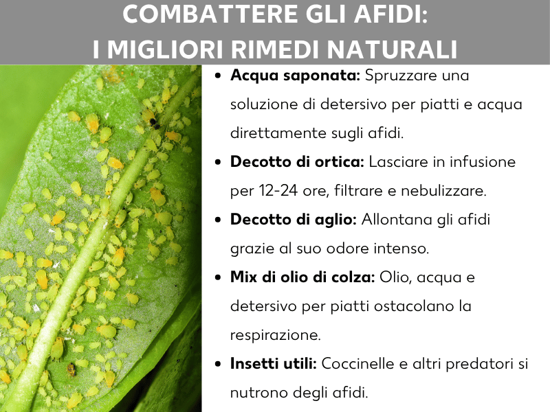 Infografica: rimedi naturali contro gli afidi – I migliori metodi casalinghi. A sinistra la foto di una foglia verde ricoperta di afidi giallo-verdi. A destra un elenco con cinque rimedi: 1. Acqua e sapone: spruzzare una soluzione di detersivo per piatti e acqua direttamente sugli afidi. 2. Macerato di ortica: lasciare in infusione per 12-24 ore, filtrare e spruzzare. 3. Macerato d'aglio: allontana gli afidi grazie all'odore intenso. 4. Olio di colza: una miscela di olio, acqua e detersivo ostacola la respirazione degli afidi. 5. Insetti utili: coccinelle e altri predatori naturali si nutrono di afidi.
