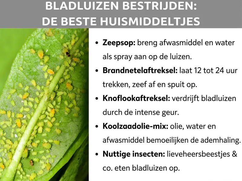 Infographic: Bladluizen bestrijden – De beste huismiddelen. Links een foto van een groen blad dat dicht bezet is met geelgroene bladluizen. Rechts een lijst met vijf huismiddelen: 1. Zeepoplossing: afwasmiddel en water als spray op de luizen aanbrengen. 2. Brandnetelaftreksel: 12 tot 24 uur laten trekken, zeven en opspuiten. 3. Knoflookaftreksel: verdrijft bladluizen door de intense geur. 4. Koolzaadoliemix: olie, water en afwasmiddel bemoeilijken de ademhaling. 5. Nuttige insecten: lieveheersbeestjes en andere natuurlijke vijanden eten bladluizen op.