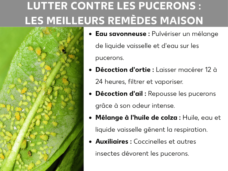 Infographie : Lutter contre les pucerons – Les meilleurs remèdes maison. À gauche, photo d'une feuille verte couverte de pucerons jaune-vert. À droite, une liste de cinq remèdes : 1. Eau savonneuse : mélanger du liquide vaisselle et de l'eau, puis vaporiser sur les pucerons. 2. Purin d'ortie : laisser macérer 12 à 24 heures, filtrer et pulvériser. 3. Décoction d'ail : repousse les pucerons grâce à son odeur intense. 4. Mélange à l'huile de colza : huile, eau et liquide vaisselle gênent la respiration des insectes. 5. Auxiliaires : coccinelles et compagnie dévorent les pucerons.
