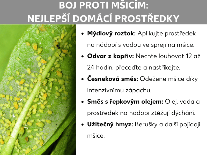 Infografika: Jak se zbavit mšic – nejlepší domácí prostředky. Vlevo fotografie zeleného listu hustě pokrytého žlutozelenými mšicemi. Vpravo seznam pěti domácích prostředků: 1. Mýdlový roztok: Saponát a vodu nastříkejte na mšice. 2. Kopřivový výluh: Nechte louhovat 12 až 24 hodin, přeceďte a postříkejte rostliny. 3. Česnekový výluh: Zahání mšice intenzivním zápachem. 4. Směs s řepkovým olejem: Olej, voda a saponát ztěžují mšicím dýchání. 5. Užiteční predátoři: Slunéčka sedmitečná a další přirození nepřátelé mšice požírají.