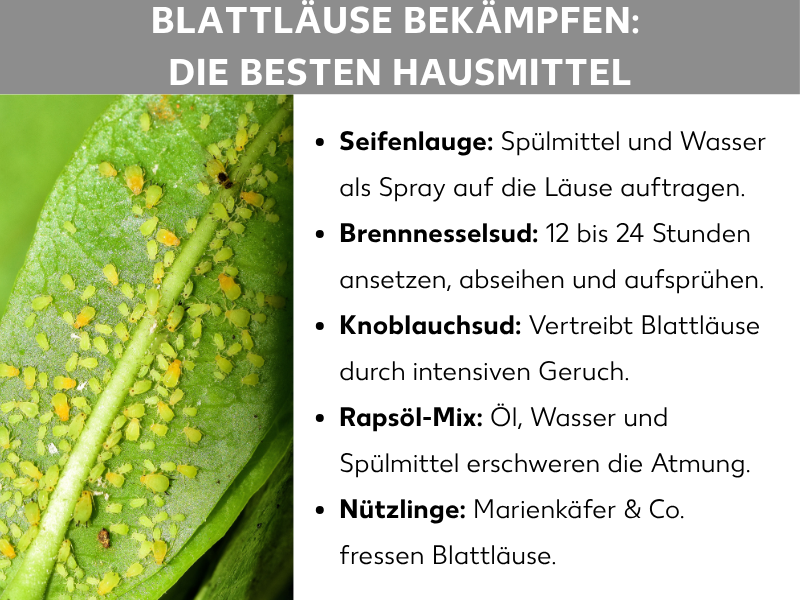 Infografik: Blattläuse bekämpfen – Die besten Hausmittel. Links ein Foto eines grünen Blattes, das dicht mit gelb-grünen Blattläusen befallen ist. Rechts eine Liste mit fünf Hausmitteln: 1. Seifenlauge: Spülmittel und Wasser als Spray auf die Läuse auftragen. 2. Brennnesselsud: 12 bis 24 Stunden ansetzen, abseihen und aufsprühen. 3. Knoblauchsud: Vertreibt Blattläuse durch intensiven Geruch. 4. Rapsöl-Mix: Öl, Wasser und Spülmittel erschweren die Atmung. 5. Nützlinge: Marienkäfer & Co. fressen Blattläuse.