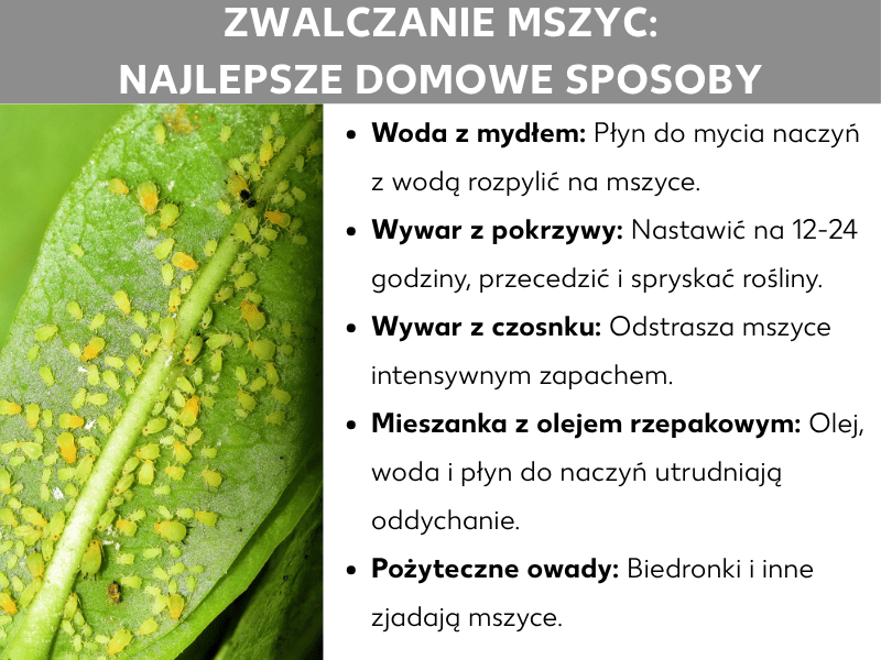 Infografika przedstawiająca domowe sposoby na mszyce. Po lewej stronie zdjęcie zielonego liścia zaatakowanego przez żółto-zielone mszyce. Po prawej lista pięciu metod: 1. Roztwór z mydła: płyn do naczyń i woda, aplikowane sprayem. 2. Wyciąg z pokrzyw: moczony 12–24 h, odcedzony, do spryskiwania. 3. Wyciąg z czosnku: odstrasza intensywnym zapachem. 4. Mieszanka oleju rzepakowego: olej z wodą i płynem do naczyń utrudnia mszycom oddychanie. 5. Pożyteczne owady: biedronki i inne gatunki zjadające mszyce.