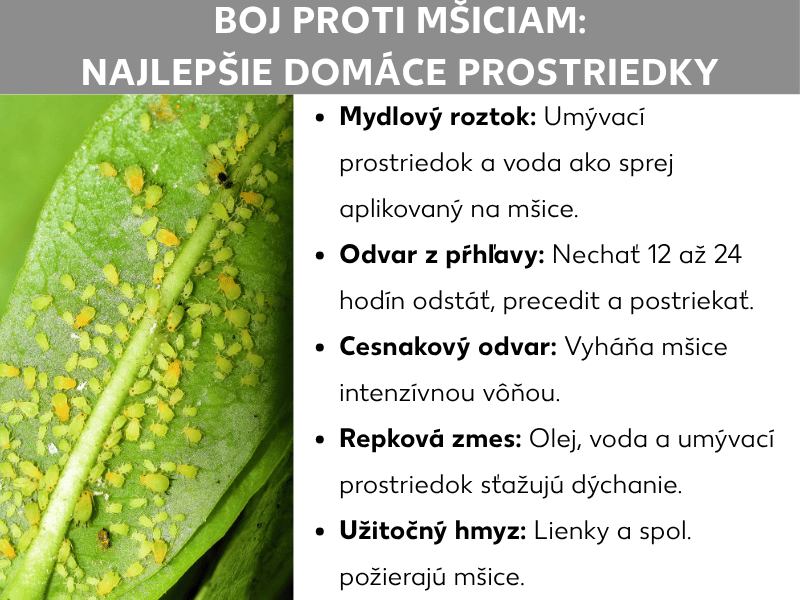 Infografika: Boj proti voškám – najlepšie domáce prostriedky. Vľavo fotografia zeleného listu husto pokrytého žltozelenými voškami. Vpravo zoznam piatich domácich prostriedkov: 1. Mydlový roztok: saponát a vodu nastriekajte na vošky. 2. Žihľavový výluh: nechajte lúhovať 12 až 24 hodín, preceďte a postriekajte rastliny. 3. Cesnakový výluh: intenzívny zápach odpudí vošky. 4. Repkový olej: olej, voda a saponát sťažia voškám dýchanie. 5. Užitočný hmyz: lienky a ďalšie druhy požierajú vošky.