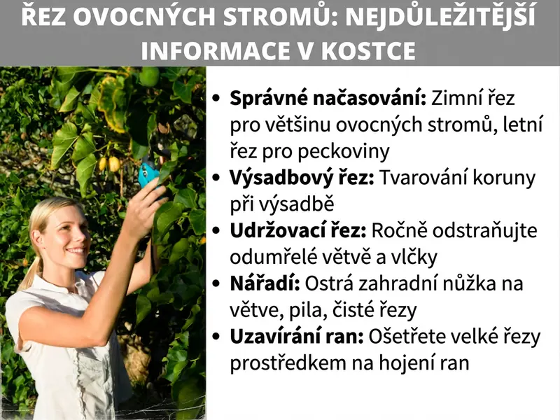 Infografika shrnující nejdůležitější pravidla pro řez ovocných stromů. Obsahuje ilustraci ženy, která s úsměvem prořezává ovocný strom, a seznam pěti bodů: 1. Správný termín – zimní řez pro většinu stromů, letní pro peckoviny. 2. Výchovný řez – tvarování koruny hned po výsadbě. 3. Udržovací řez – každoroční odstranění suchého dřeva a vlků. 4. Nářadí – ostré nůžky na větve, pilka a čisté řezy. 5. Ošetření ran – zatření větších řezů stromovým balzámem.