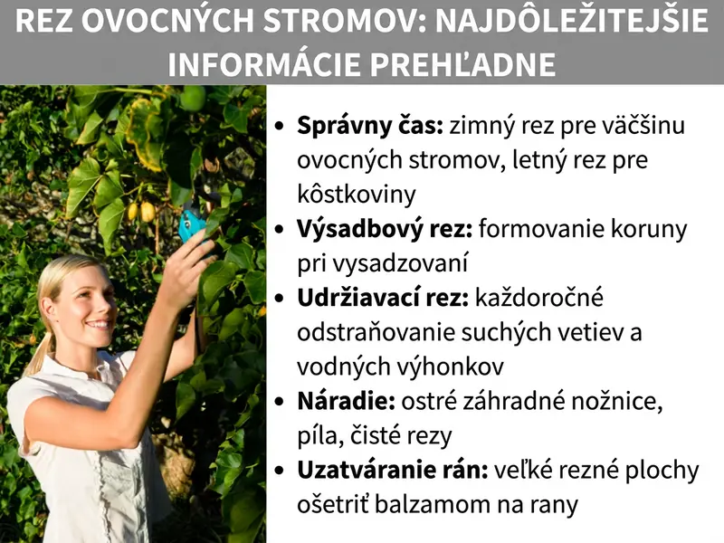 Infografika: Rez ovocných stromov: to najdôležitejšie v kocke. Žena s úsmevom strihá nožnicami na konáre vetvy ovocného stromu. Vedľa nej je zoznam piatich bodov: 1. Správne načasovanie: zimný rez pre väčšinu ovocných stromov, letný rez pre kôstkoviny. 2. Výsadbový rez: korunka sa tvaruje pri výsadbe. 3. Udržiavací rez: ročne odstrániť mŕtve drevo a vlky. 4. Náradie: ostré nožnice na konáre, píla, čisté rezy. 5. Ošetrenie rán: veľké rezy ošetriť prípravkom na uzatváranie rán.