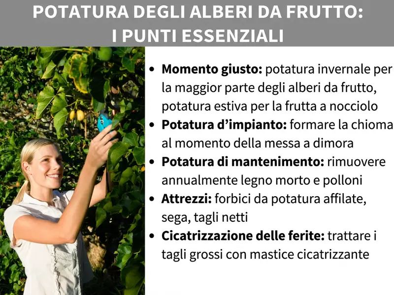 Infografica: potatura degli alberi da frutto – i punti chiave. Una donna sorridente pota dei rami con una cesoia. Accanto, un elenco con cinque punti: 1. Periodo giusto: potatura invernale per la maggior parte degli alberi da frutto, potatura estiva per le drupacee. 2. Potatura d’impianto: dare forma alla chioma al momento della messa a dimora. 3. Potatura di mantenimento: eliminare ogni anno il legno secco e i succhioni. 4. Attrezzi: cesoia affilata, seghetto, tagli netti. 5. Protezione delle ferite: trattare i tagli più grandi con un mastice cicatrizzante.
