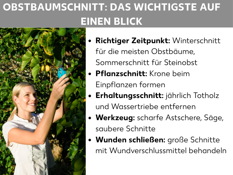 Infografik: Obstbaumschnitt: Das Wichtigste auf einen Blick. Eine Frau schneidet lächelnd mit einer Astschere Äste an einem Obstbaum. Daneben eine Liste mit fünf Punkten: 1. Richtiger Zeitpunkt: Winterschnitt für die meisten Obstbäume, Sommerschnitt für Steinobst. 2. Pflanzschnitt: Krone beim Einpflanzen formen. 3. Erhaltungsschnitt: jährlich Totholz und Wassertriebe entfernen. 4. Werkzeug: scharfe Astschere, Säge, saubere Schnitte. 5. Wunden schließen: große Schnitte mit Wundverschlussmittel behandeln.