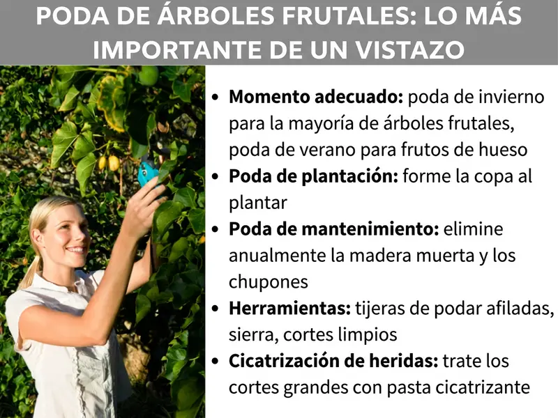 Infografía: poda de árboles frutales: lo más importante de un vistazo. Una mujer poda sonriente las ramas de un frutal con una podadera de dos manos. Al lado, una lista con cinco puntos: 1. Momento adecuado: poda invernal para la mayoría de los frutales, poda estival para frutales de hueso. 2. Poda de plantación: dar forma a la copa al plantar. 3. Poda de mantenimiento: eliminar cada año la madera muerta y los chupones. 4. Herramientas: podadera afilada, sierra, cortes limpios. 5. Sellado de heridas: tratar los cortes grandes con pasta cicatrizante.