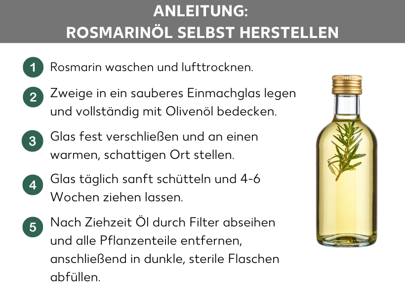 Infografik: Anleitung: Rosmarinöl selbst herstellen. Rosmarin waschen und lufttrocknen. Zweige in ein sauberes Einmachglas legen und vollständig mit Olivenöl bedecken. Glas fest verschließen und an einen warmen, schattigen Ort stellen. Glas täglich sanft schütteln und 4-6 Wochen ziehen lassen. Nach Ziehzeit Öl durch Filter abseihen und alle Pflanzenteile entfernen, anschließend in dunkle, sterile Flaschen abfüllen.