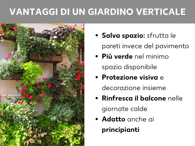 Infografica: vantaggi di un giardino verticale. A sinistra una foto con mensole in legno riccamente piantate su una parete esterna – con fiori rossi, erbe aromatiche verdi e piante pendenti dai toni diversi. A destra cinque punti: 1. Salvaspazio: si sfruttano le pareti invece del pavimento. 2. Più verde nel minimo spazio. 3. Privacy e decorazione allo stesso tempo. 4. Rinfresca il balcone nelle giornate calde. 5. Adatto anche a chi è alle prime armi.