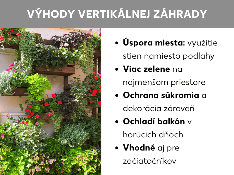 Infografika: výhody vertikálnej záhrady. Vľavo fotografia s bohato vysadenými drevenými policami na stene domu – s červenými kvetmi, zelenými bylinkami a prevísajúcimi rastlinami v rôznych odtieňoch. Vpravo päť bodov: 1. Úspora miesta: využívajú sa steny namiesto podlahy. 2. Viac zelene na minimálnom priestore. 3. Súčasne ochrana súkromia aj dekorácia. 4. Ochladzuje balkón v horúcich dňoch. 5. Vhodné aj pre začiatočníkov.