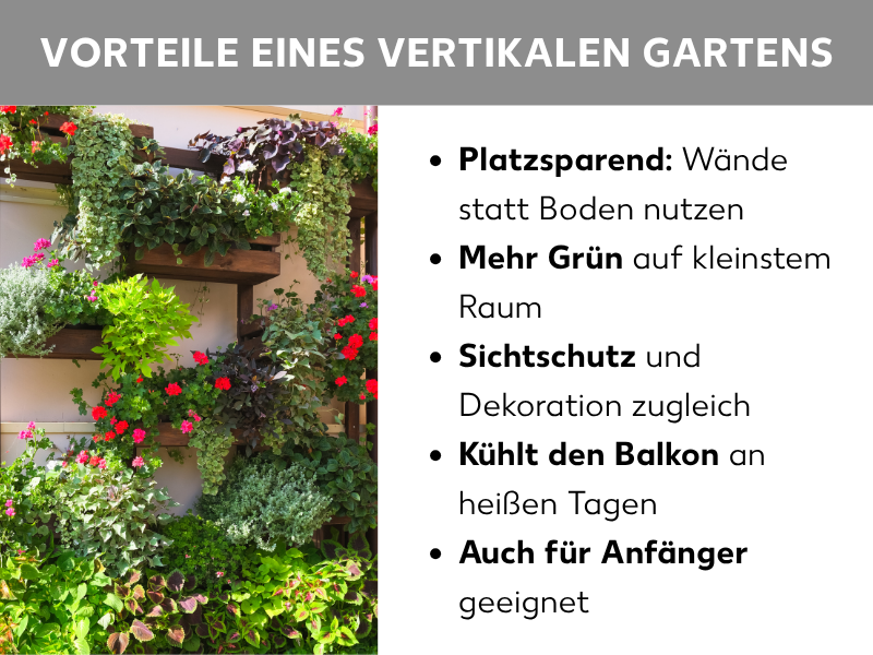 Infografik: Vorteile eines vertikalen Gartens. Links ein Foto mit üppig bepflanzten Holzregalen an einer Hauswand – mit roten Blüten, grünen Kräutern und hängenden Pflanzen in verschiedenen Tönen. Rechts fünf Stichpunkte: 1. Platzsparend: Wände statt Boden nutzen. 2. Mehr Grün auf kleinstem Raum. 3. Sichtschutz und Dekoration zugleich. 4. Kühlt den Balkon an heißen Tagen. 5. Auch für Anfänger geeignet.