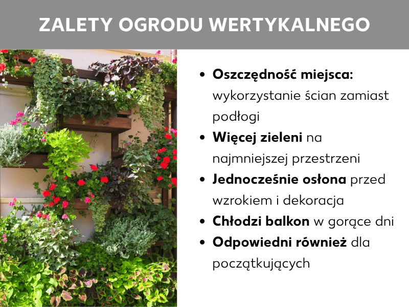 Infografika: zalety ogrodu wertykalnego. Po lewej zdjęcie bujnych drewnianych regałów z roślinami przy ścianie domu – z czerwonymi kwiatami, zielonymi ziołami i zwisającymi roślinami w różnych odcieniach. Po prawej pięć punktów: 1. Oszczędność miejsca: wykorzystujesz ściany zamiast podłogi. 2. Więcej zieleni na najmniejszej przestrzeni. 3. Osłona i dekoracja w jednym. 4. Chłodzi balkon w upalne dni. 5. Odpowiedni także dla początkujących.