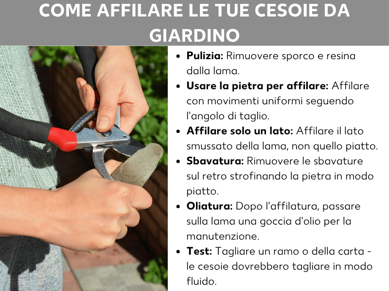 Infografica: come affilare correttamente le cesoie da giardino. A sinistra una foto che mostra due mani mentre affilano una cesoia con impugnatura rossa su una pietra per affilare. A destra un elenco con sei passaggi: 1. Pulire: rimuovere sporco e resina dalla lama. 2. Usare la pietra per affilare: passarla con movimenti uniformi lungo l'angolo di taglio. 3. Affilare un solo lato: lavorare sul lato smussato della lama, non su quello piatto. 4. Sbavare: eliminare le bave sul retro passando la pietra in piano. 5. Oliare: dopo l'affilatura, applicare una goccia di olio protettivo sulla lama. 6. Testare: tagliare un ramo o un foglio di carta – la cesoia dovrebbe scorrere senza sforzo.