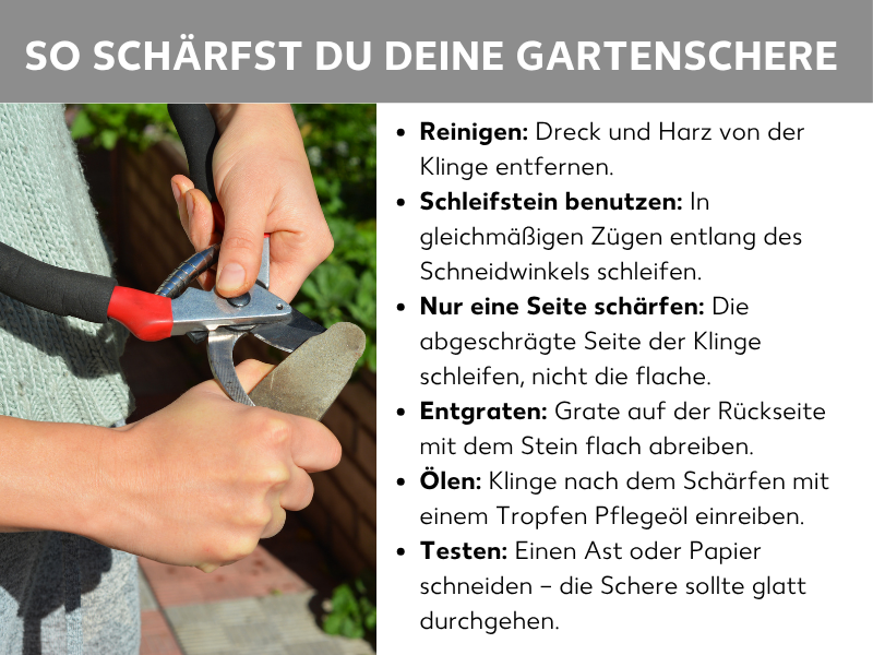 Infografik: So schärfst du deine Gartenschere richtig. Links ist ein Foto zu sehen, das zwei Hände zeigt, die eine Gartenschere mit rotem Griff an einem Schleifstein schärfen. Rechts eine Liste mit sechs Schritten: 1. Reinigen: Dreck und Harz von der Klinge entfernen. 2. Schleifstein benutzen: In gleichmäßigen Zügen entlang des Schneidwinkels schleifen. 3. Nur eine Seite schärfen: Die abgeschrägte Seite der Klinge schleifen, nicht die flache. 4. Entgraten: Grate auf der Rückseite mit dem Stein flach abreiben. 5. Ölen: Klinge nach dem Schärfen mit einem Tropfen Pflegeöl einreiben. 6. Testen: Einen Ast oder Papier schneiden – die Schere sollte glatt durchgehen.