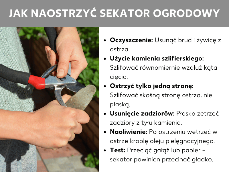 Infografika: Jak prawidłowo naostrzyć sekator. Po lewej stronie zdjęcie przedstawiające dwie dłonie ostrzące sekator z czerwonym uchwytem na kamieniu do ostrzenia. Po prawej lista sześciu kroków: 1. Czyszczenie: usunięcie brudu i żywicy z ostrza. 2. Użycie kamienia do ostrzenia: szlifowanie równomiernymi ruchami wzdłuż kąta ostrza. 3. Ostrzenie tylko jednej strony: szlifowanie ściętej strony ostrza, nie płaskiej. 4. Usuwanie gratu: delikatne wygładzenie tylnej strony ostrza. 5. Oliwienie: natarcie ostrza kroplą olejku pielęgnacyjnego. 6. Test: przecięcie gałązki lub kartki papieru – sekator powinien ciąć gładko.