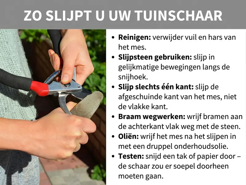 Infographic: Zo slijp je je snoeischaar op de juiste manier. Links is een foto te zien van twee handen die een snoeischaar met een rood handvat slijpen op een slijpsteen. Rechts een lijst met zes stappen: 1. Schoonmaken: vuil en hars van het lemmet verwijderen. 2. Slijpsteen gebruiken: in gelijkmatige halen langs de slijphoek slijpen. 3. Slechts een kant slijpen: de afgeschuinde kant van het lemmet slijpen, niet de vlakke kant. 4. Ontbramen: bramen op de achterkant met de steen vlak wegwrijven. 5. Oliën: het lemmet na het slijpen met een druppel onderhoudsolie insmeren. 6. Testen: een tak of papier doorknippen – de schaar moet er soepel doorheen gaan.