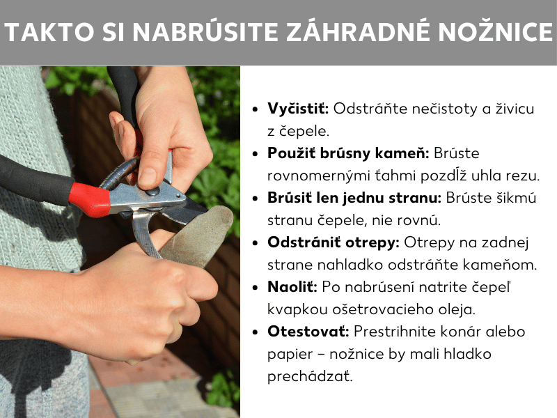 Infografika: Ako správne nabrúsiť záhradné nožnice. Vľavo fotografia dvoch rúk brúsiacich záhradné nožnice s červenou rukoväťou na brúsnom kameni. Vpravo zoznam šiestich krokov: 1. Čistenie: Odstráňte nečistoty a živicu z čepele. 2. Použite brúsny kameň: Brúste rovnomernými ťahmi pozdĺž brúsneho uhla. 3. Brúste iba jednu stranu: Brúste skosený okraj čepele, nie plochú stranu. 4. Odhrotovanie: Otrepky na zadnej strane jemne stiahnite kameňom. 5. Olejovanie: Po nabrúsení naneste na čepeľ kvapku oleja. 6. Testovanie: Skúste prestrihnúť konárik alebo papier – nožnice by mali prestrihnúť hladko.