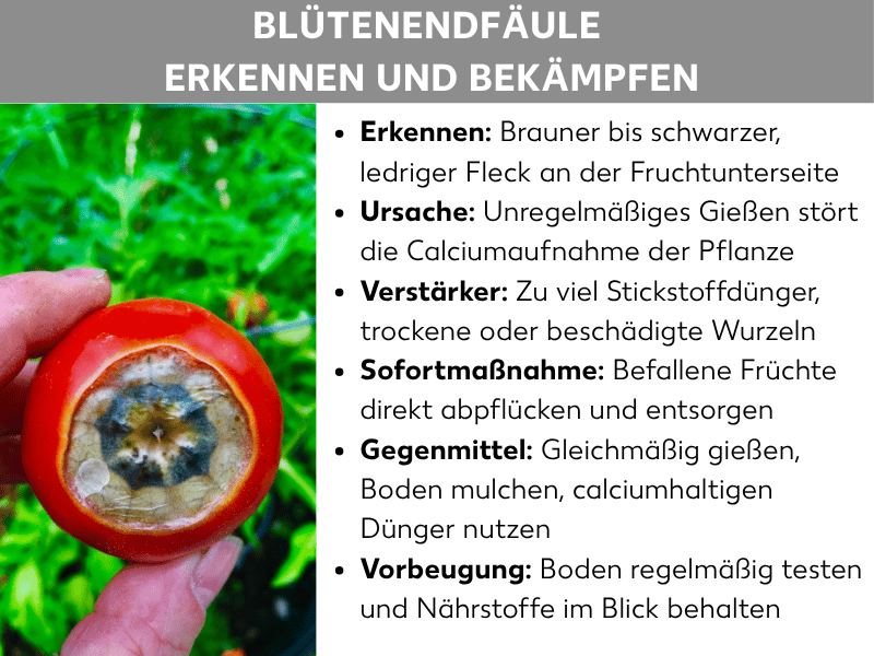 Infografik: „Blütenendfäule erkennen und bekämpfen“. Links ist ein Foto zu sehen, auf dem eine Hand eine rote Tomate mit einem großen braun-schwarzen, ledrigen Fleck an der Unterseite hält, im Hintergrund grüne Pflanzen. Rechts stehen sechs Stichpunkte: Erkennen – brauner bis schwarzer, lederiger Fleck an der Fruchtunterseite; Ursache – unregelmäßiges Gießen stört die Calciumaufnahme der Pflanze; Verstärker – zu viel Stickstoffdünger, trockene oder beschädigte Wurzeln; Sofortmaßnahme – befallene Früchte direkt abpflücken und entsorgen; Gegenmittel – gleichmäßig gießen, Boden mulchen, calciumhaltigen Dünger nutzen; Vorbeugung – Boden regelmäßig testen und Nährstoffe im Blick behalten.